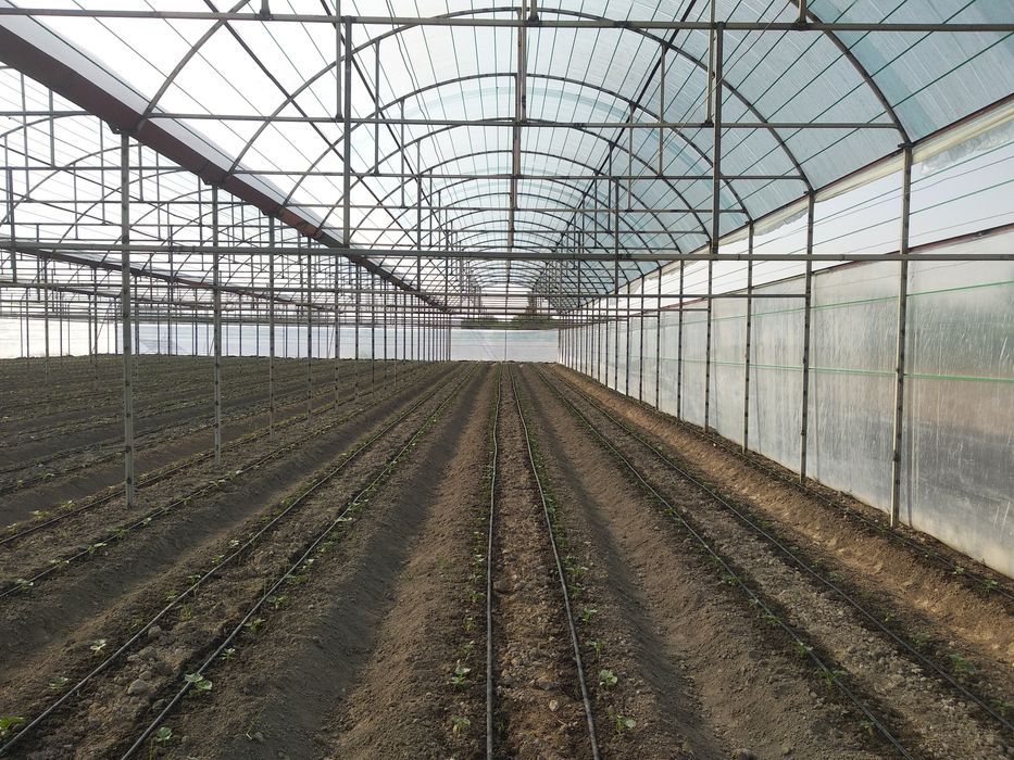 Issiqxona  qurish xizmati  ushtasidan. Biz ishga. Javob. Siz. Pulga