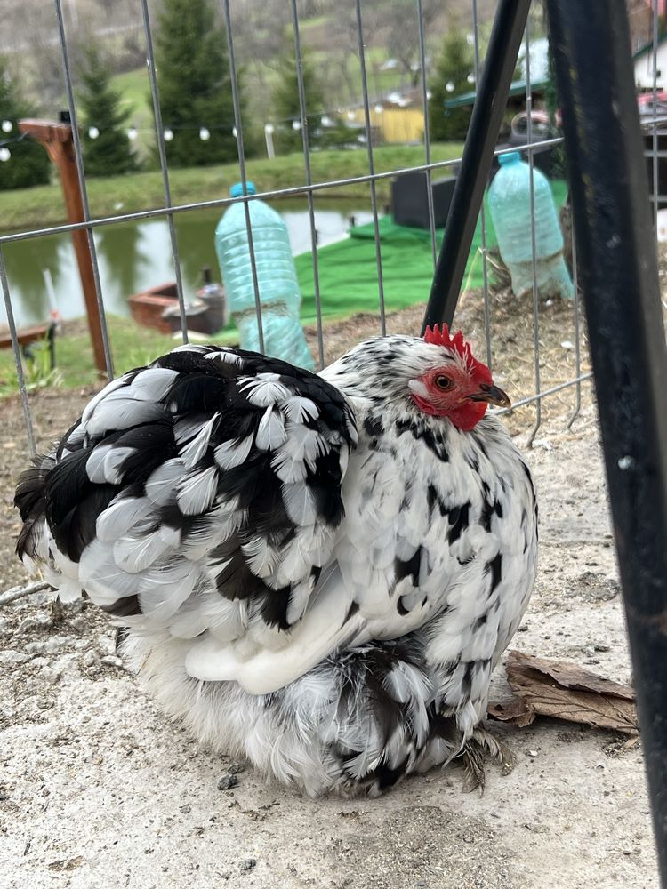 Vand ouă de incubat Cochinchina pitic bobat