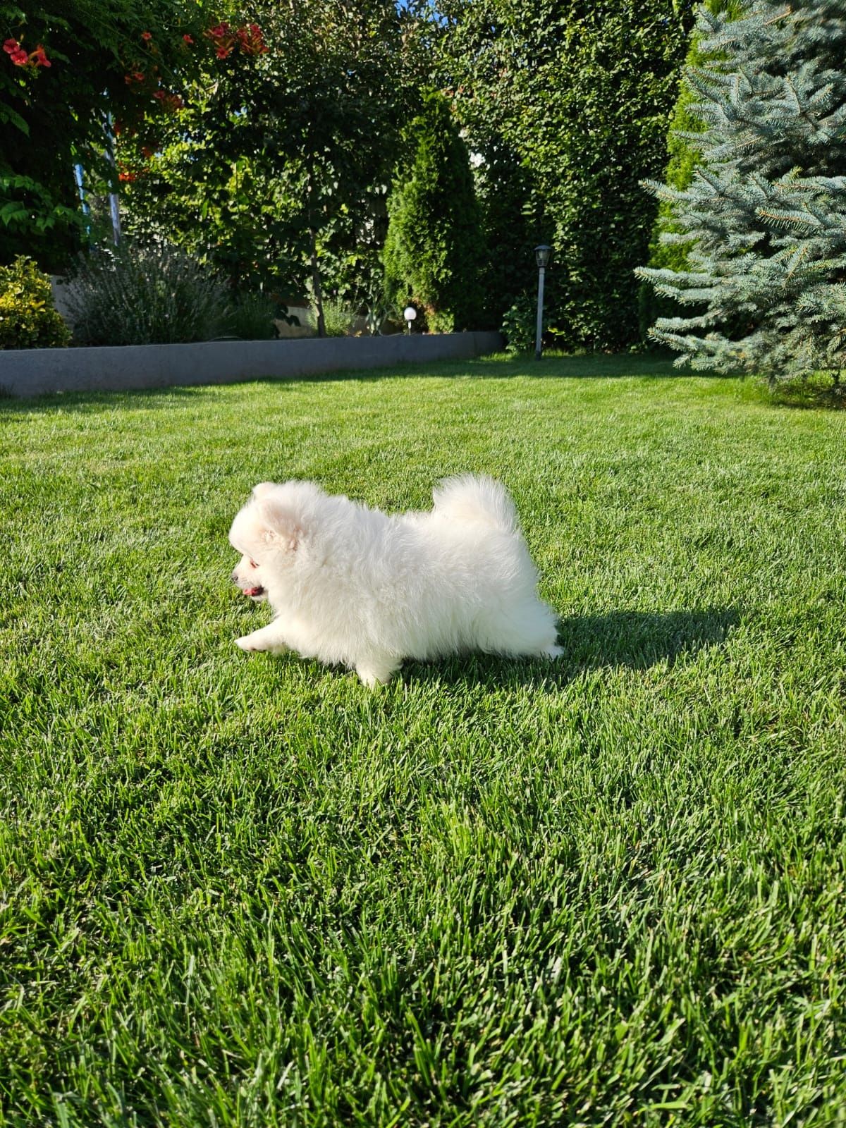 Pomeranian, din părinți cu pedigree