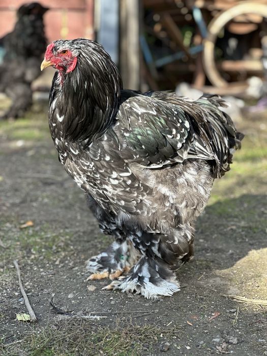 Cocosi brahma tineret