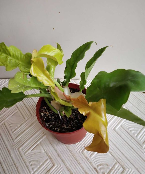 Молодой филодендрон Золотой Крокодил