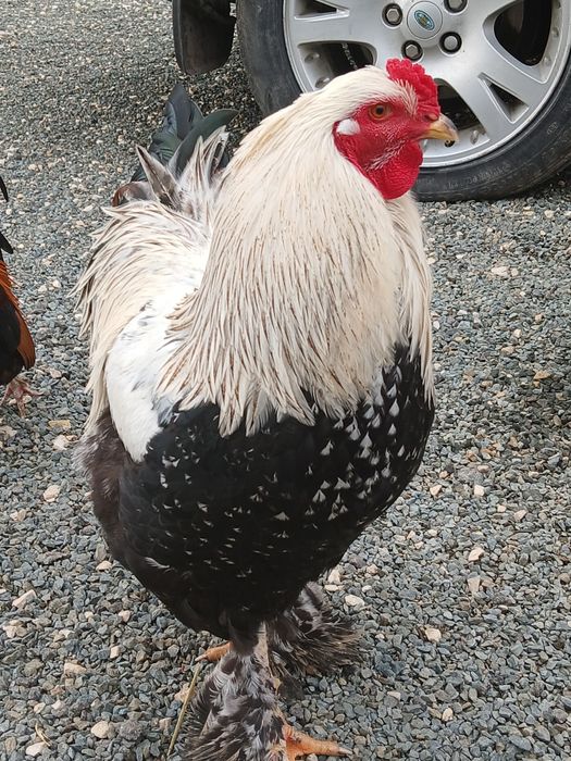 Cocoși brahma tineret