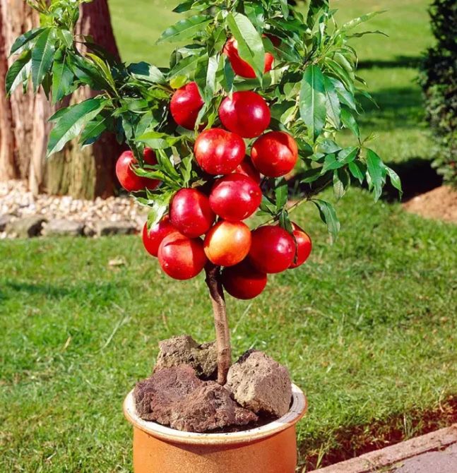 Pomi Fructiferi Columnari și Pitici