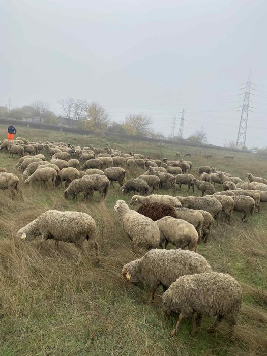 Mioare tinere gestante