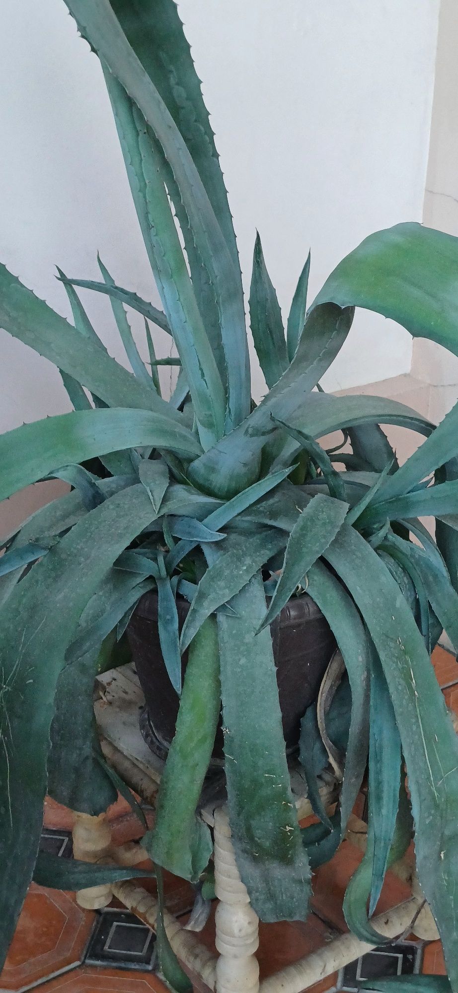 Shifobahsh aloy  guli sotiladi