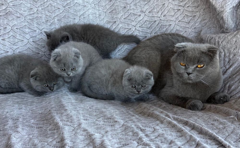 Шотландски късокосмести клепоухи котенца