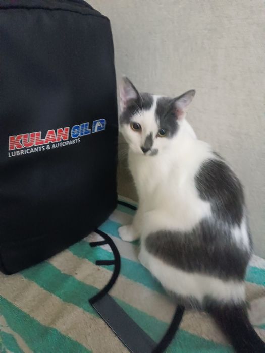 Отдам котенка (мальчик) в добрые ручки