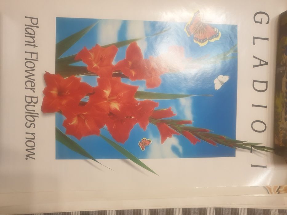 Плакат цветя луковици есен пролет