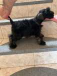 Schnauzer pitic baietel