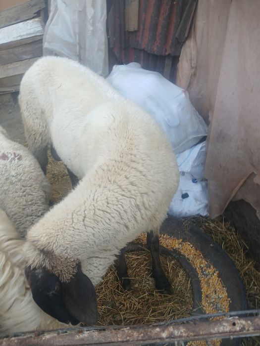 Vând un  berberi de rasa