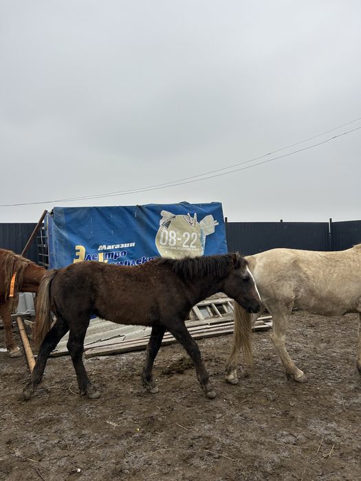 2 бас еркек жабағылар сатылады