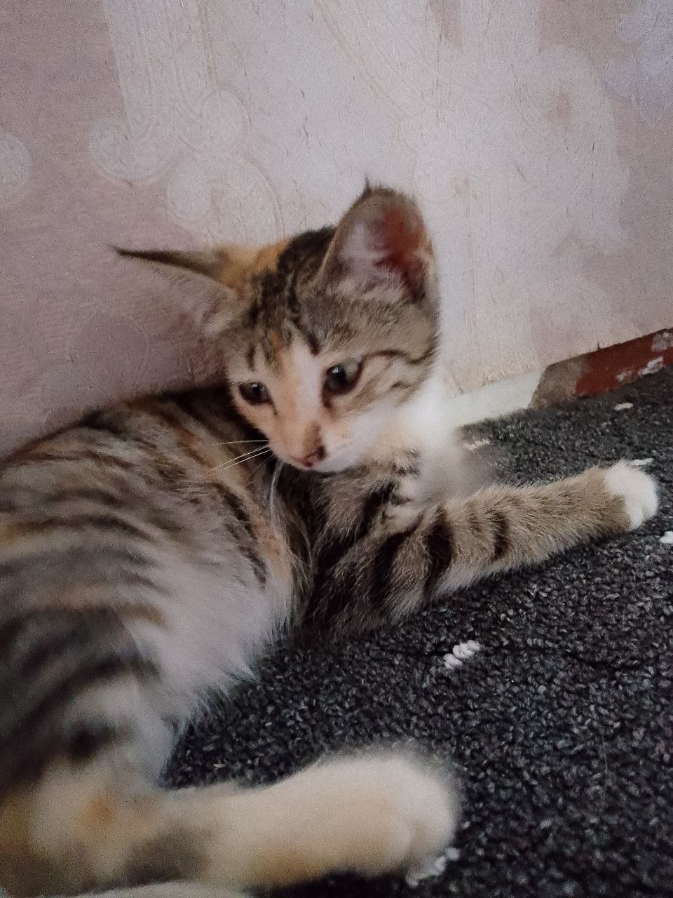 Отдам в хорошие руки