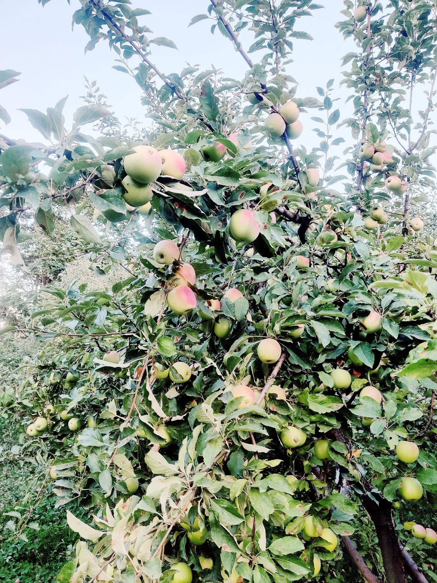 Продам яблоки из сада