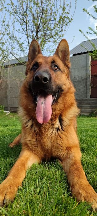 Немецкая овчарка кобель на вязку