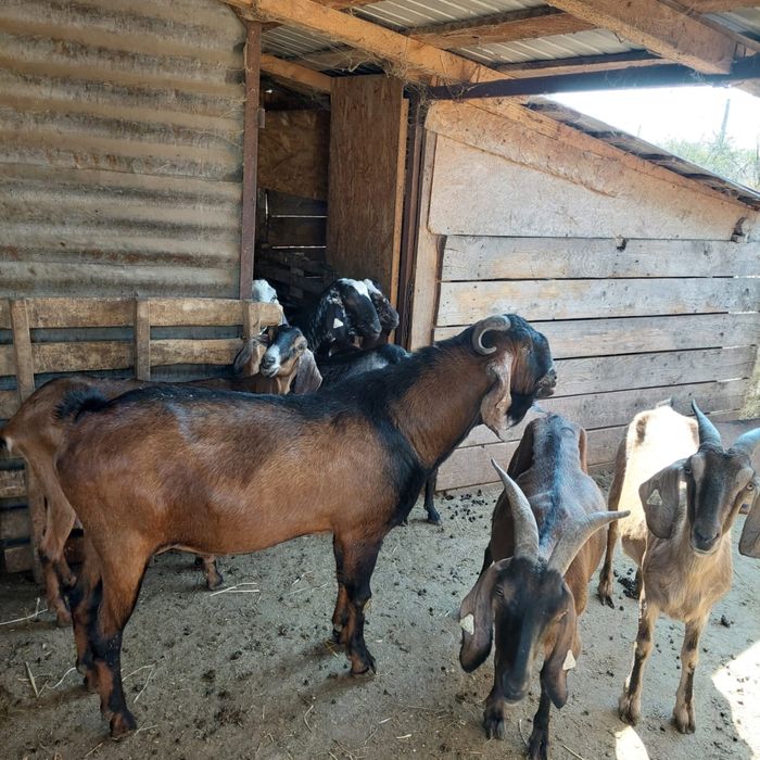 Vand capre Anglo nubian