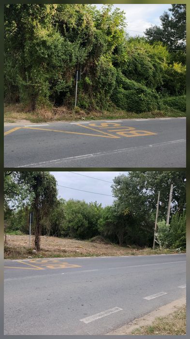 Servicii complete cosire defrișare și eliminare a ambroziei tocare