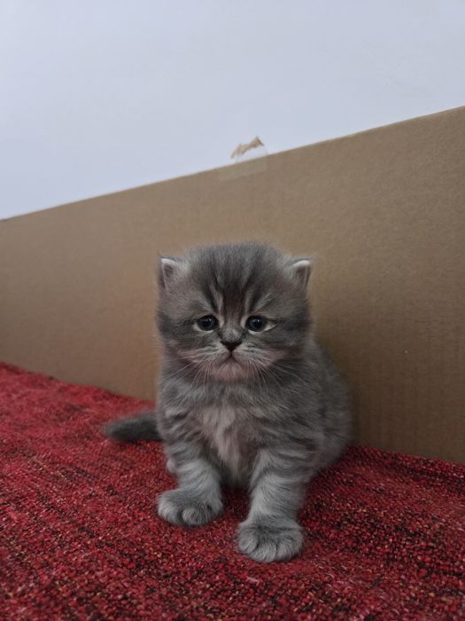 Персийски котета