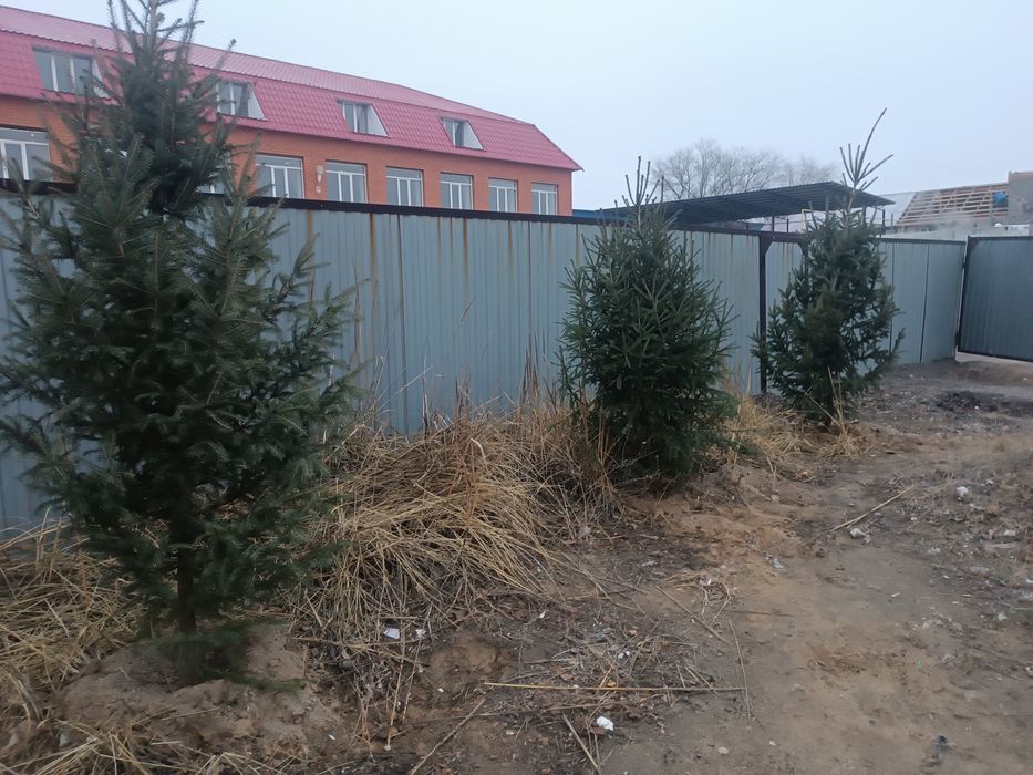 Шырша  25 мыңган биреуи