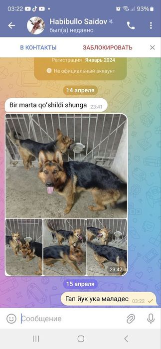 Nemis ovcharkasi
