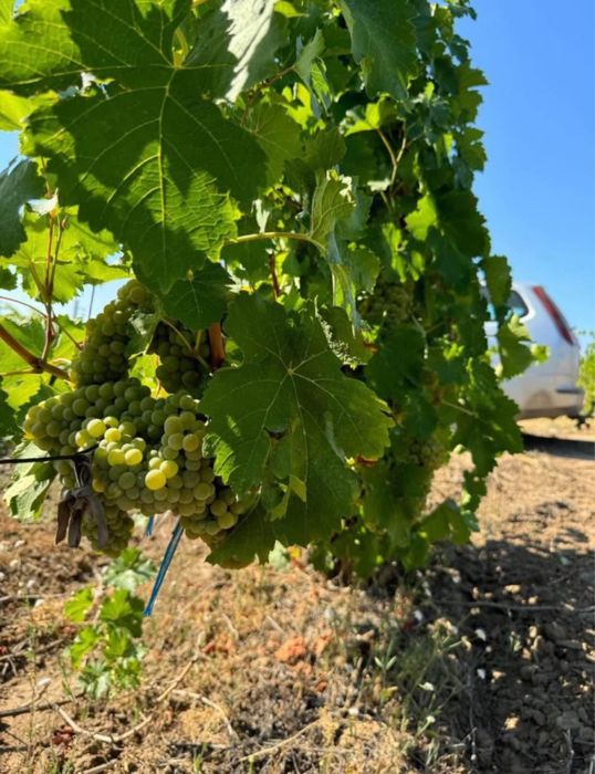 Vand struguri de vin