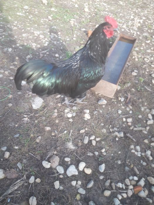 Cocoși australorp