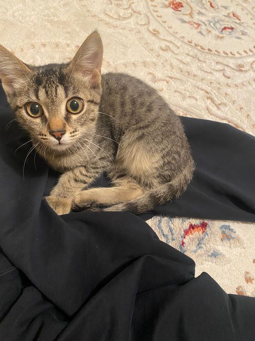 Котенок мысык еркек