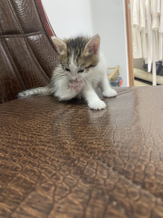 Отдам в добрые руки котят