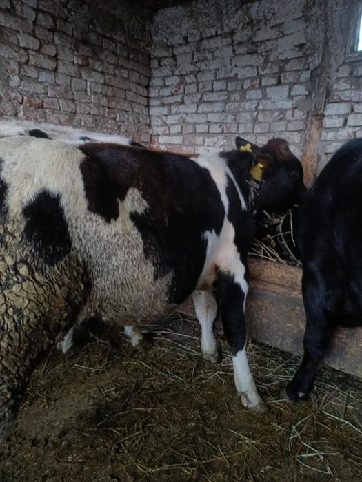De vânzare 2 taurasi și 2 junici nu răspund la mesaje doar la tlf