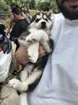Pui Husky Siberian