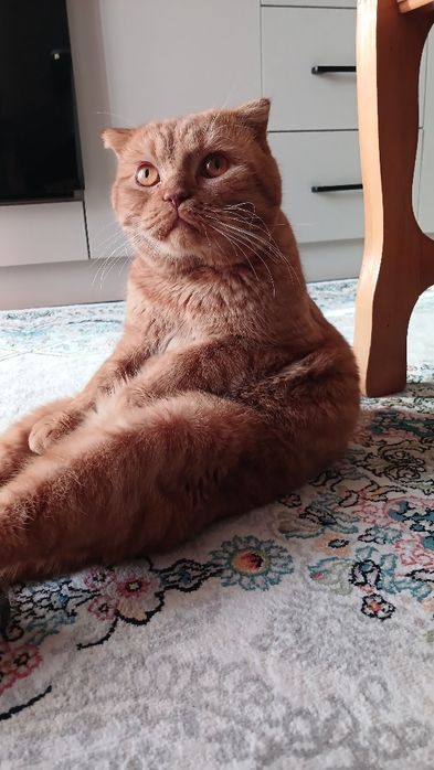 Mushuk skottish sotiladi