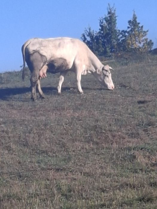 Vaca  de  vanzare