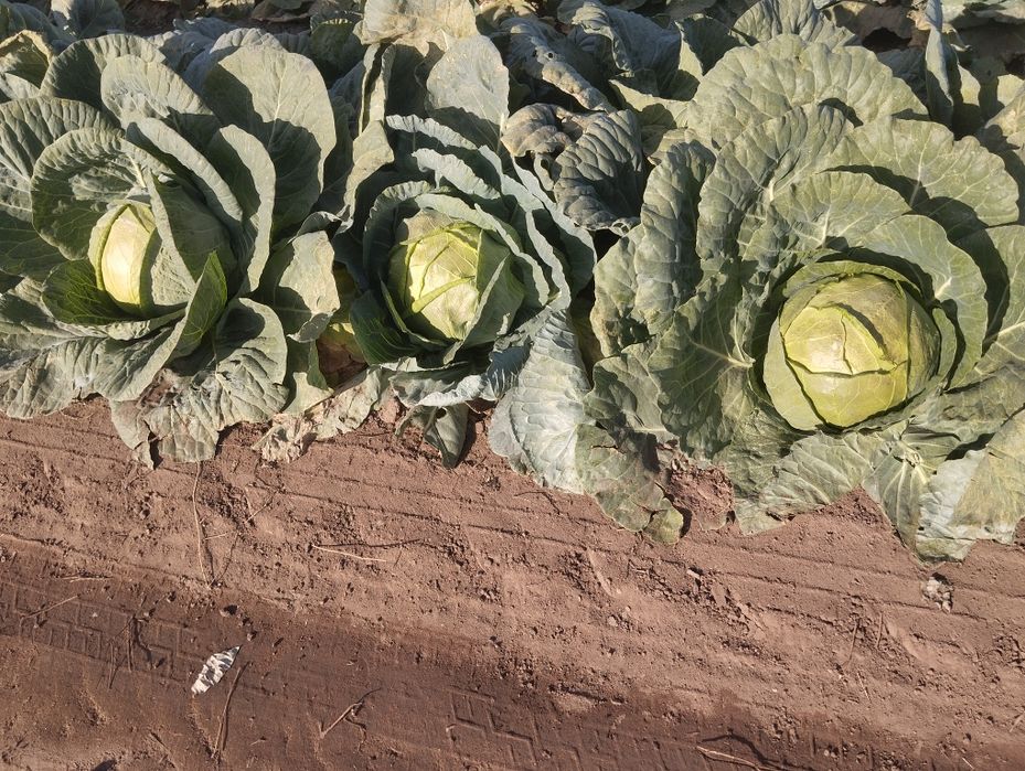 Продавам-Зеле Ергенско