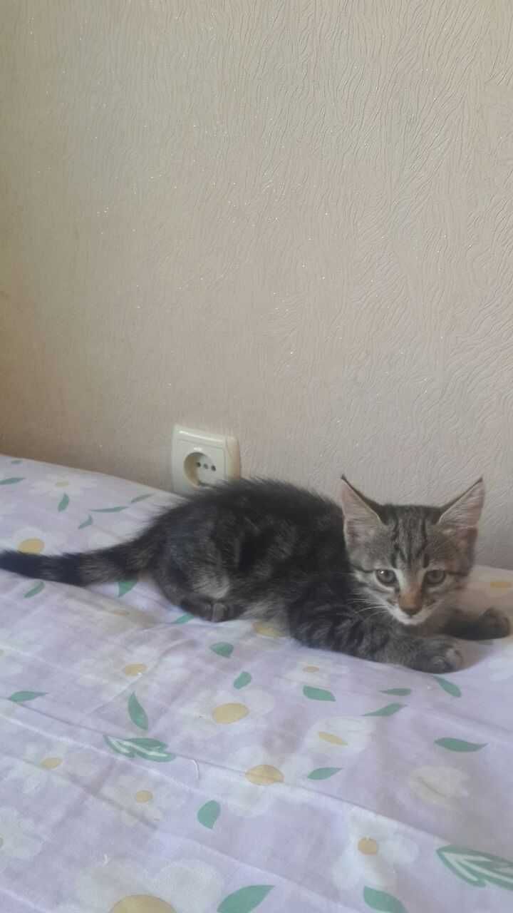 Отдам даром красивых котят в добрые и ответственные руки.