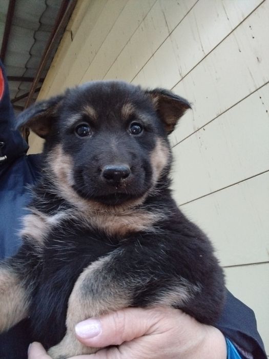 Пристраиваются кутята ,в добрые руки