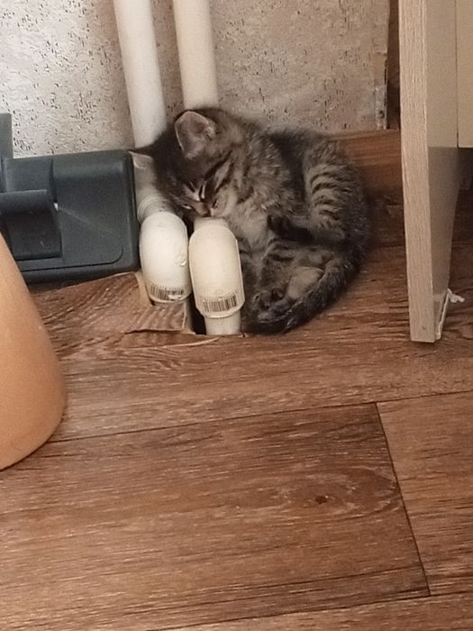 отдам котенка в хорошие заботливые руки.