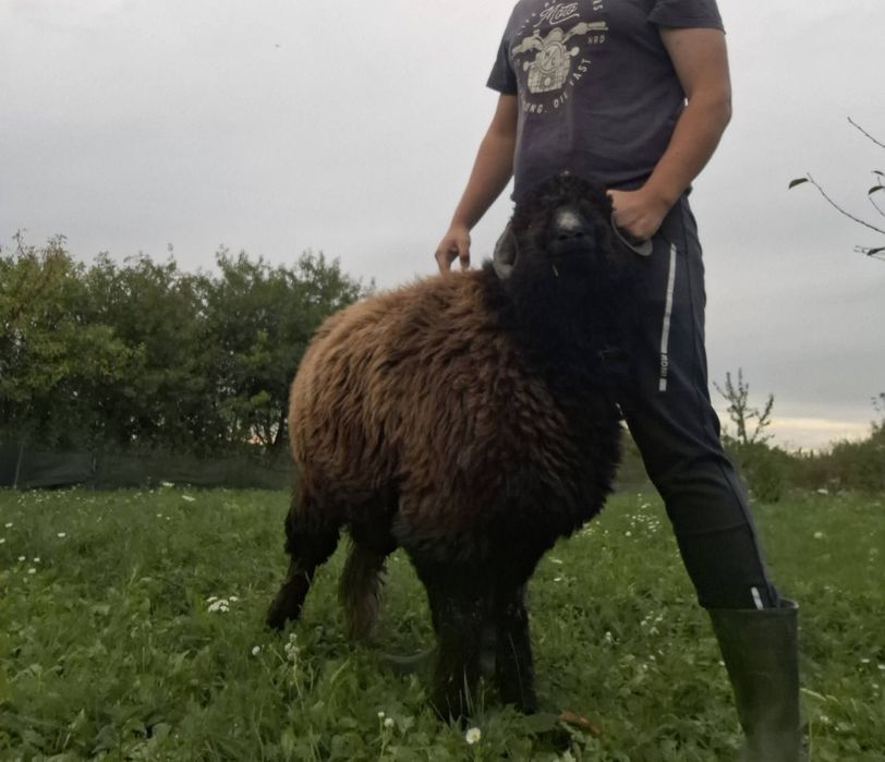 Vând berbecuț bucalau
