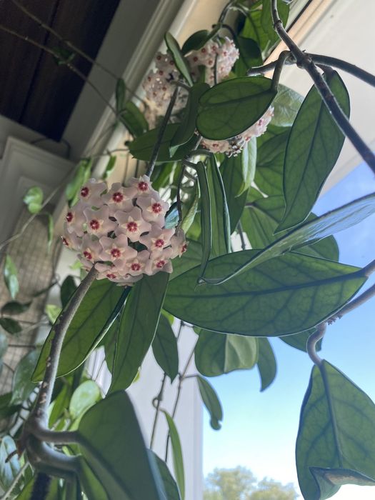 Продам комнатное растение хойю,есть отростки