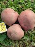 Продам  домашний картофель