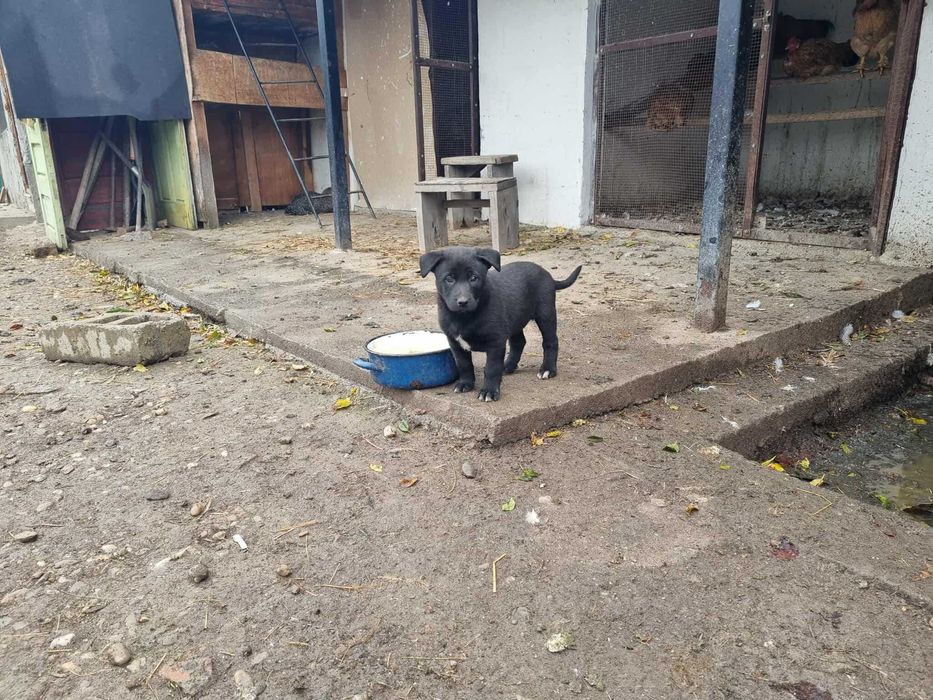 Ofer spre adopție căței