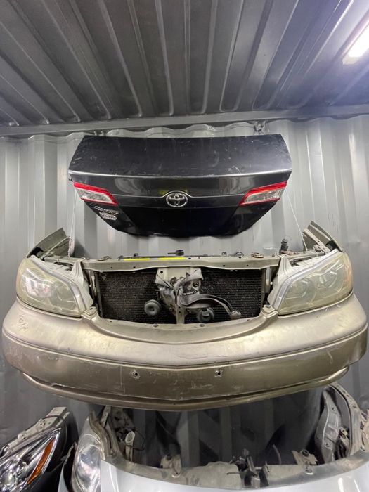 Ноускат на Максима 33