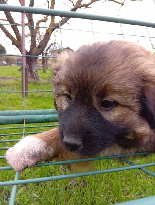 Подарявам маки кученца - Варна