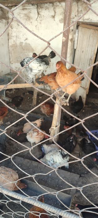 Продаются куры домашнии