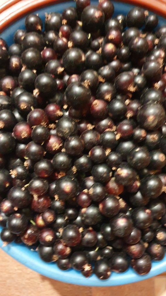 Продам дачную ароматную черную смородину