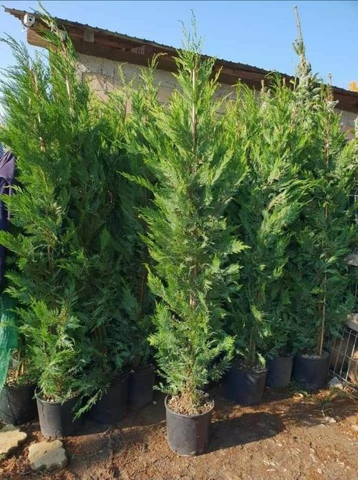 Tuia leylandii  gazon rulou sport