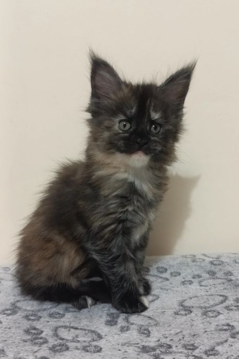 Мейн-Куны котята