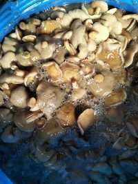 Продам грибы Грузди, маслята