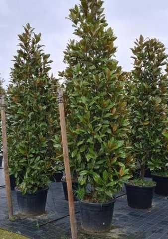 Tuia Smarald , Leilandy Plante Ornamentale