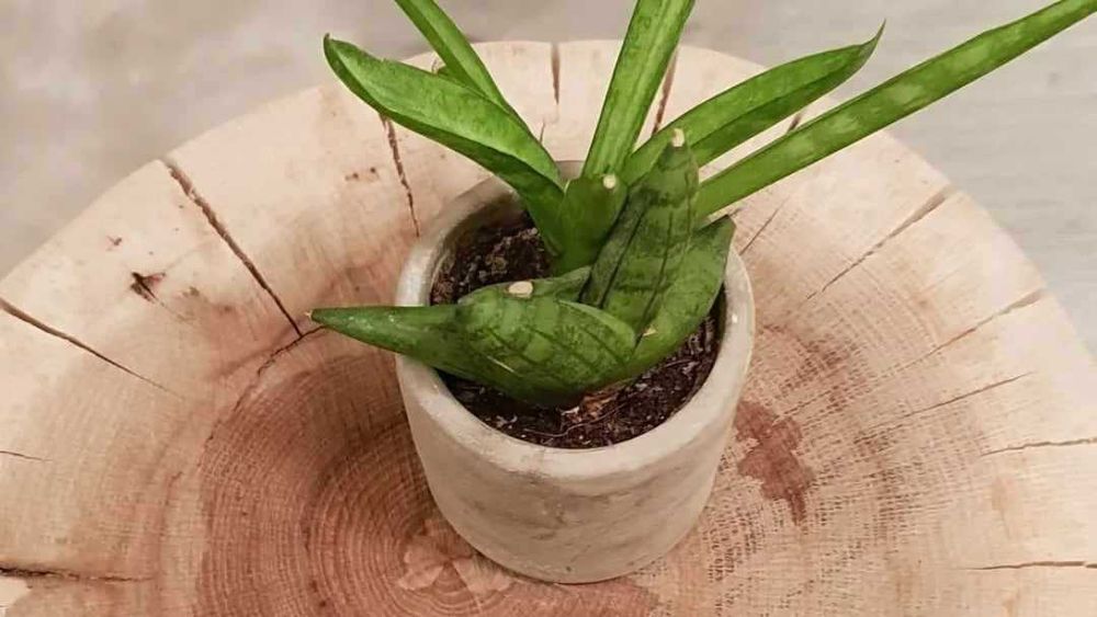 Tabureti / noptiere din lemn masiv "Wood trunk"