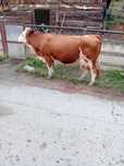 Vaca cu vițel de vanzare