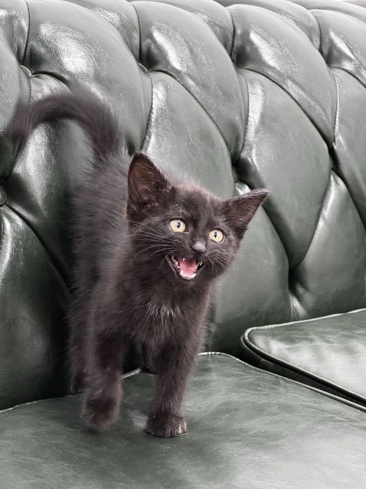 Котенок девочка, в хорошие руки, БЕСПЛАТНО